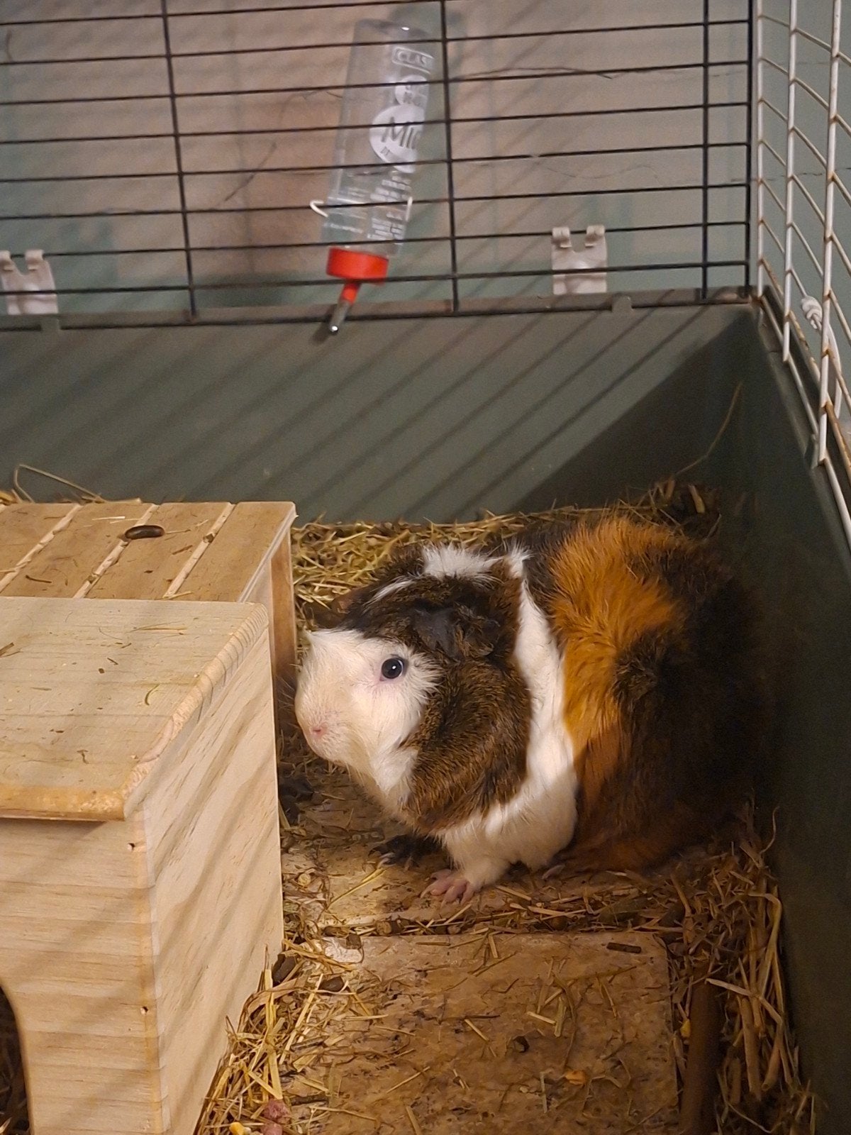 Cavia's 2 mannentje heel socaail  prijs nog bespreekbaar, Cavia, Februari, Mannelijk, Tam