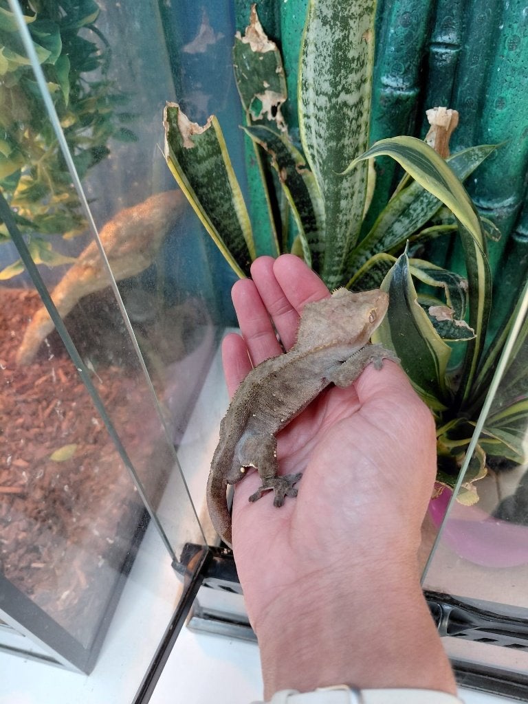Geckos à cils + terrarium, Lézard, Avec terrarium, 3 à 6 ans