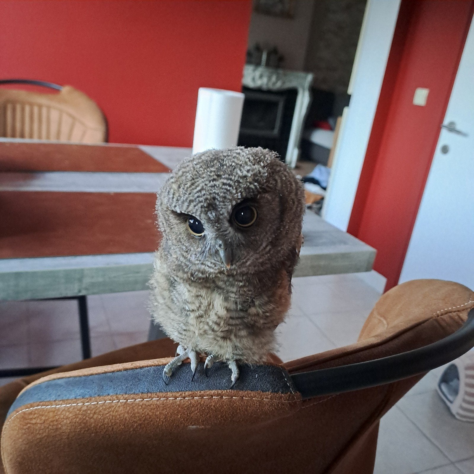 Tropische schreeuwuiltjes, Geringd