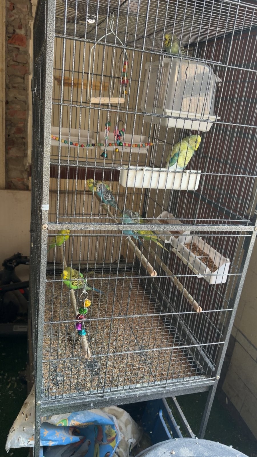 Grasparkieten, Meerdere dieren, Parkiet, Tam