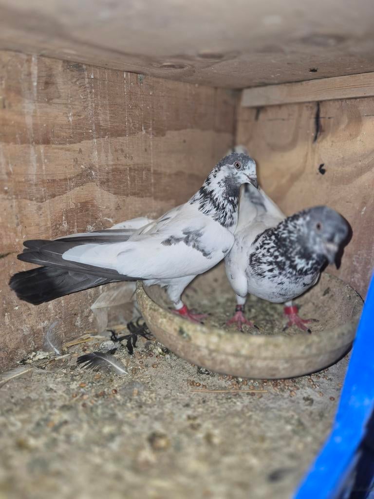 Pakistan hoogvlieger 50€ kopel