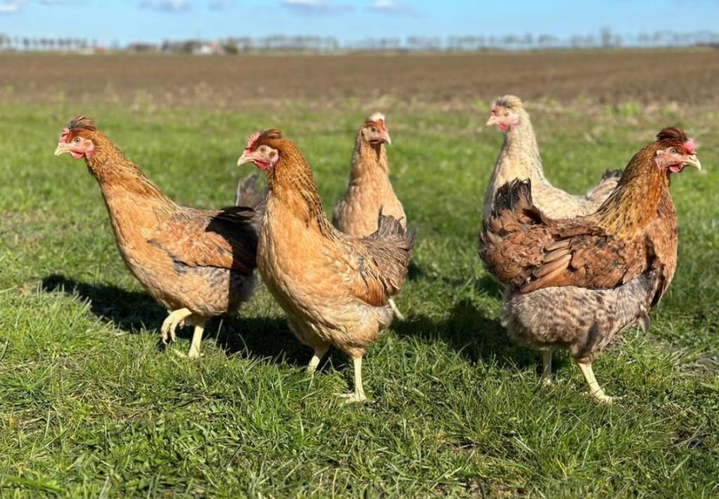 Groenleggers (kippen te koop), Dieren en Toebehoren, Pluimvee, Kip, Meerdere dieren