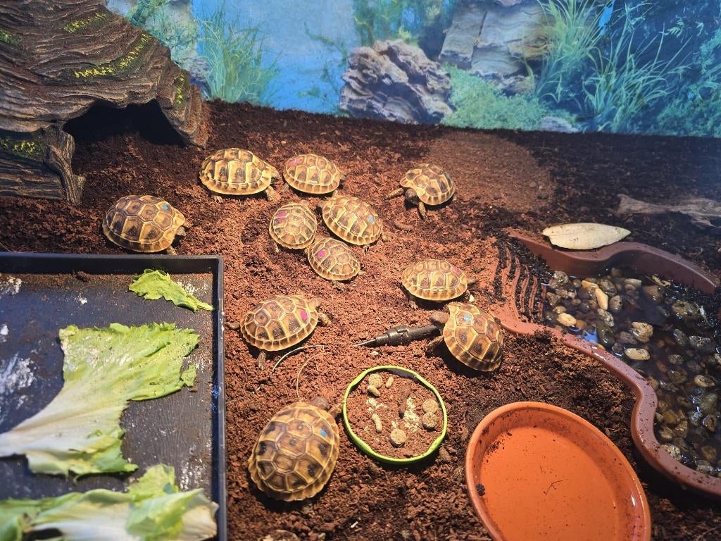 Griekse landschildpadjes van 2025, Dieren en Toebehoren, Reptielen en Amfibieën, Schildpad, 0 tot 2 jaar