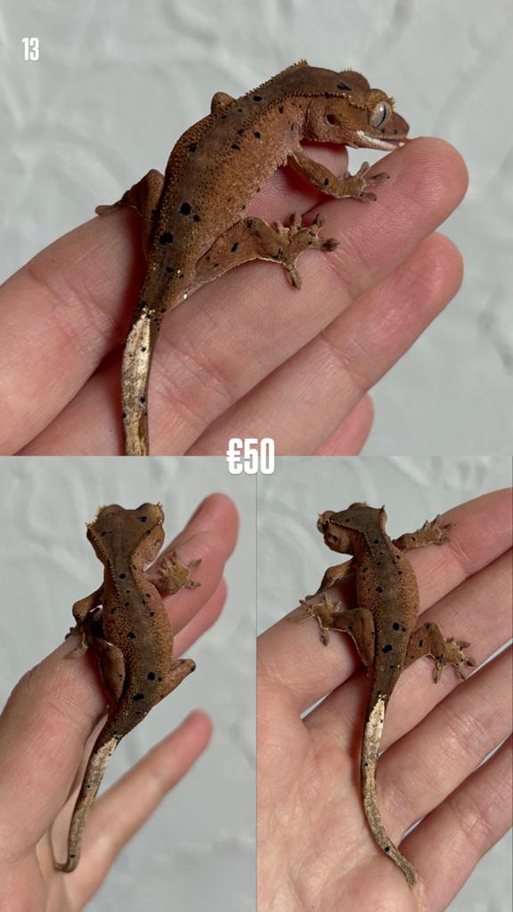 Wimpergekko nakweek, Dieren en Toebehoren, Hagedis, Tam, 0 tot 2 jaar
