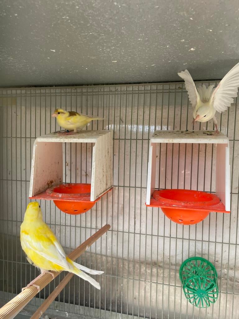 Kanaries, Dieren en Toebehoren, Vogels | Kanaries, Meerdere dieren