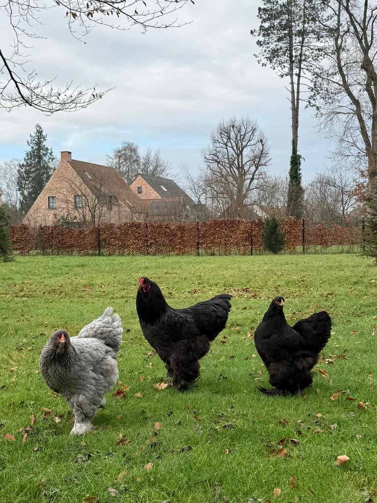 Brahma broedeieren zwartblauw, Dieren en Toebehoren, Pluimvee