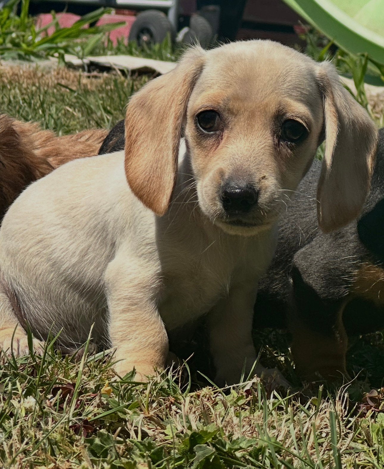 Teckel pupjes, Animaux & Accessoires, Chiens | Teckels & Bassets, Chien (mâle), Poils courts, Nain, Éleveur | Loisir, Un chien