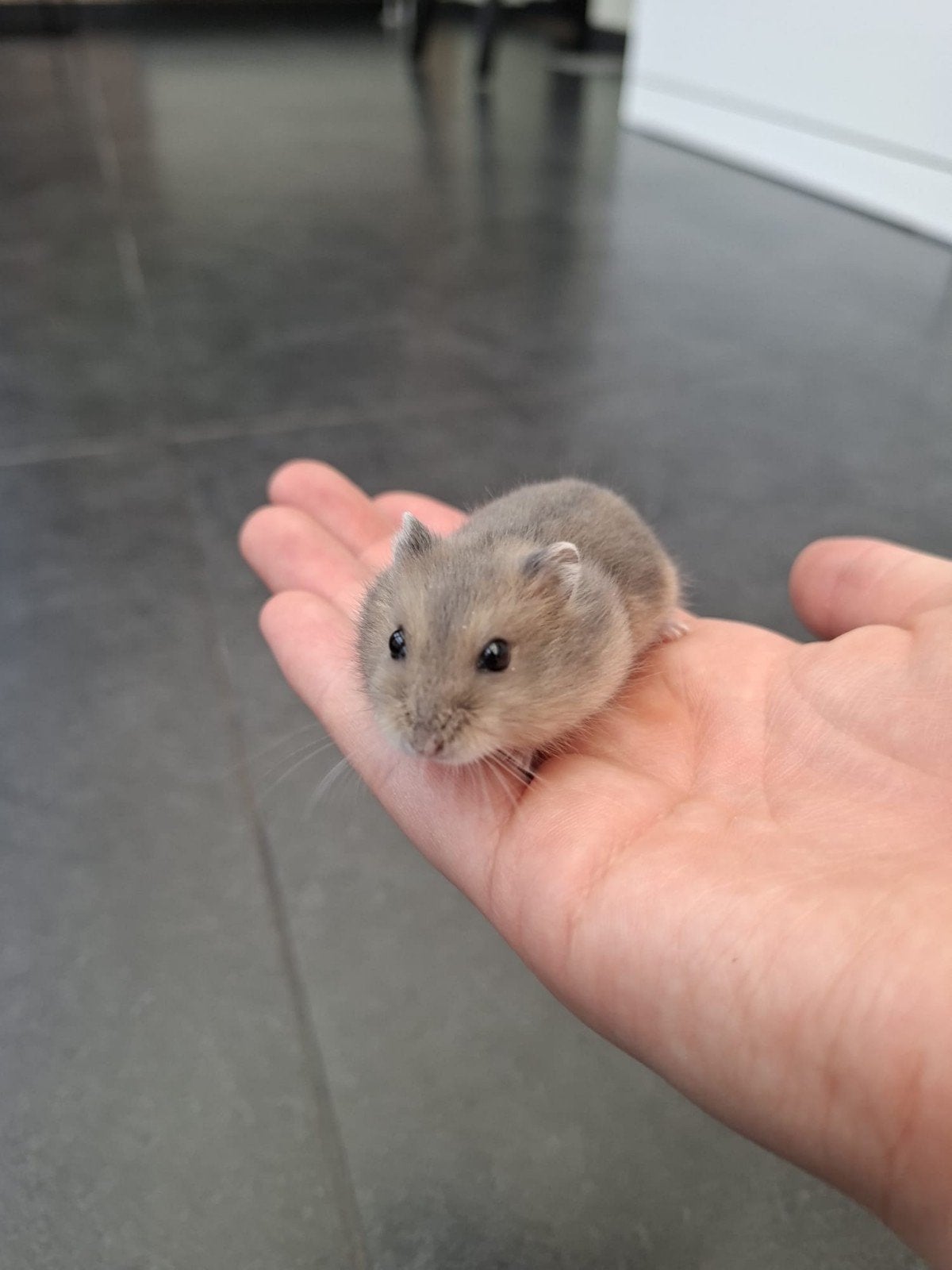 Jeune hamster nain russe, Hamster, Mâle, Domestique, Juillet