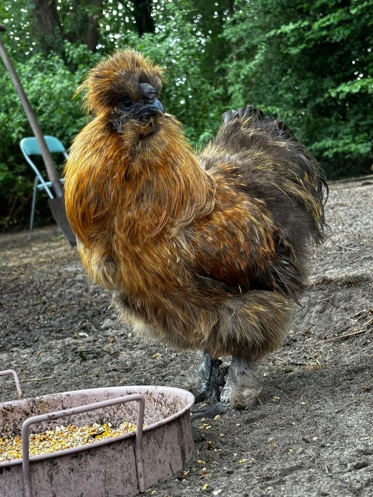 Gouden zijdehoen haan, Poule ou poulet