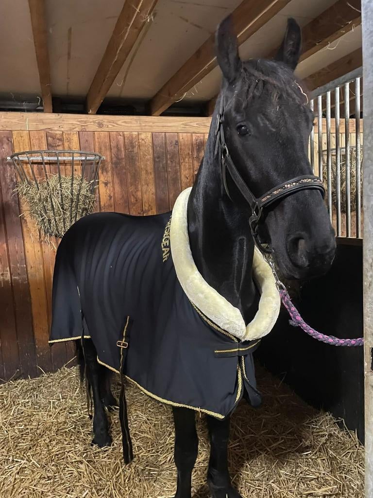 Halve stal/bijrijder voor 3 jarige Fries, Dieren en Toebehoren, Paarden, Merrie, Met stamboom, M, 3 tot 6 jaar
