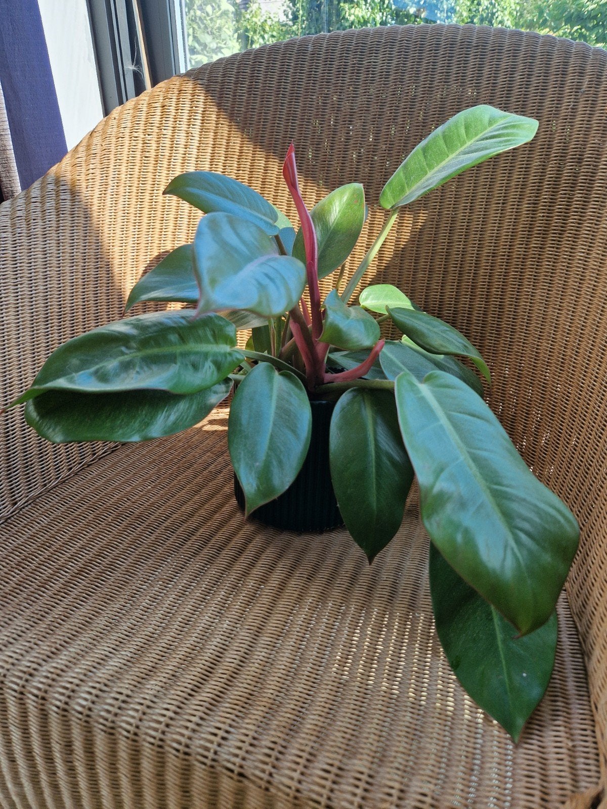 Philodendron, Enlèvement ou Envoi