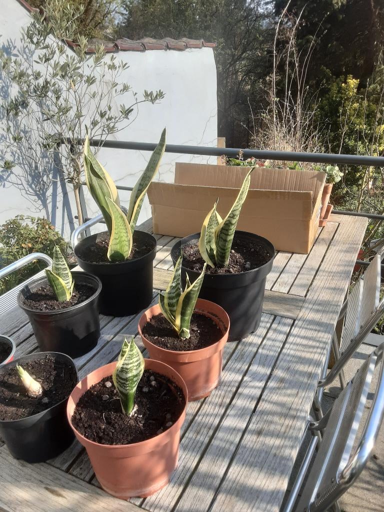 Sanseveria plantjes (vrouwentong), Ophalen, Overige soorten, In pot, Minder dan 100 cm