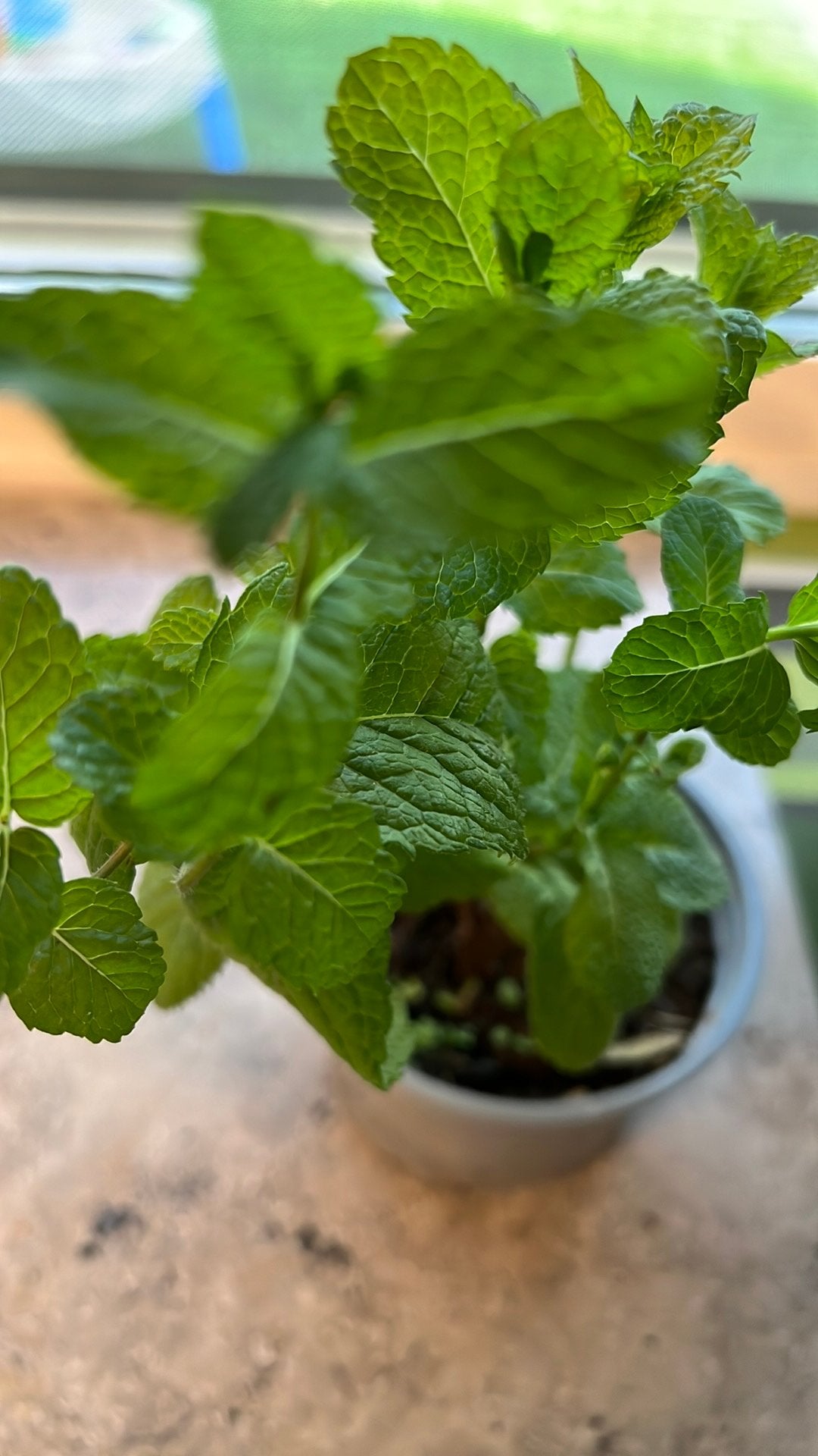 Muntplantjes, Tuin en Terras, Ophalen