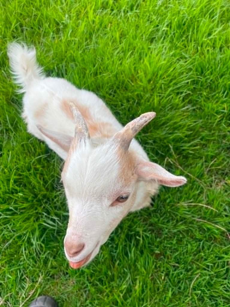 Dwerg geit, Dieren en Toebehoren, Mannelijk, Geit, 0 tot 2 jaar