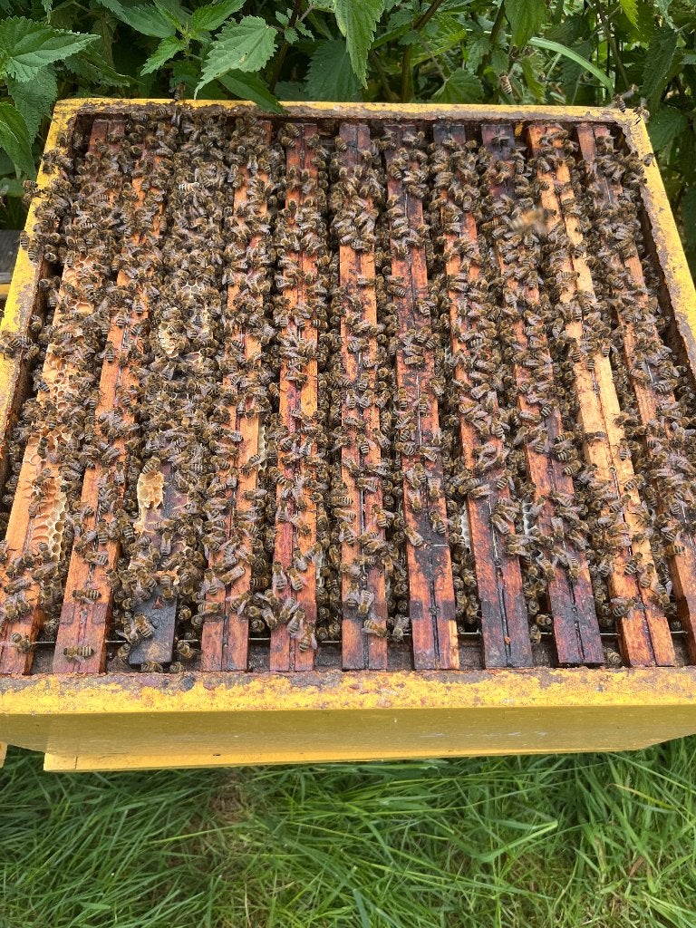 Bijenvolk op simplex, Dieren en Toebehoren, Bijen
