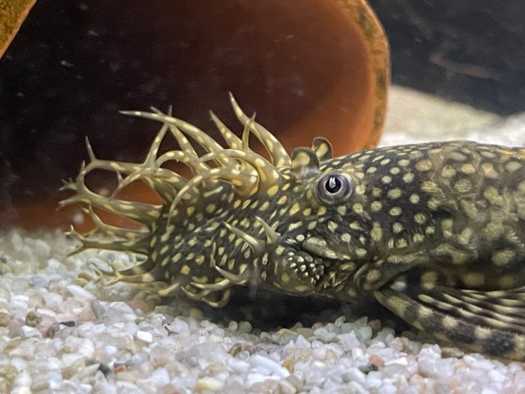 borstelneus pleco, Animaux & Accessoires, Poisson, Poisson d'eau douce