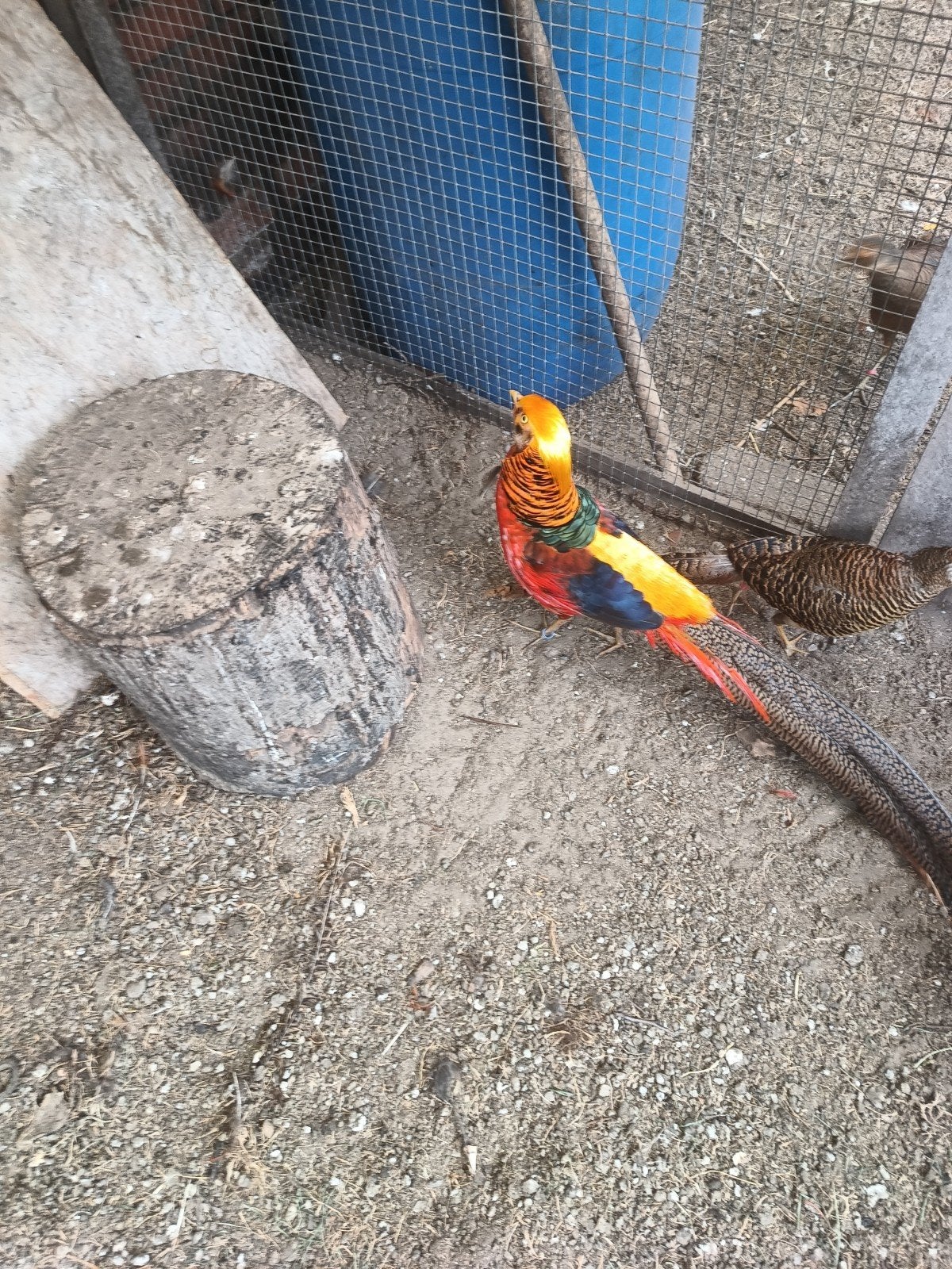 Goud fazanten 2025, Plusieurs animaux, Bagué