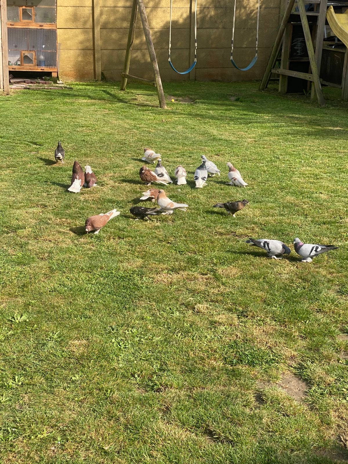 Alles te koop, Dieren en Toebehoren, Vogels | Duiven