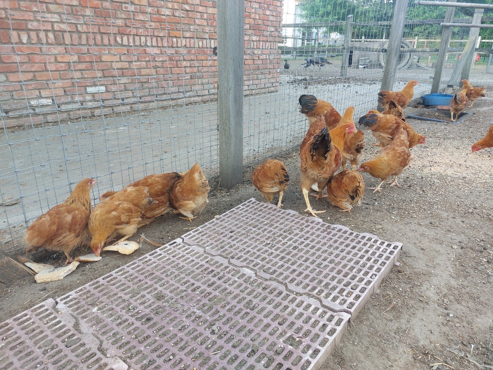New hampshire kippen., Dieren en Toebehoren, Meerdere dieren, Kip