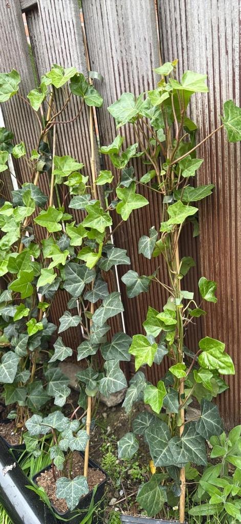 Hedera en pot 10 pièces, Jardin & Terrasse, Plantes | Jardin, Enlèvement, Plante fixe, Plantes potagères