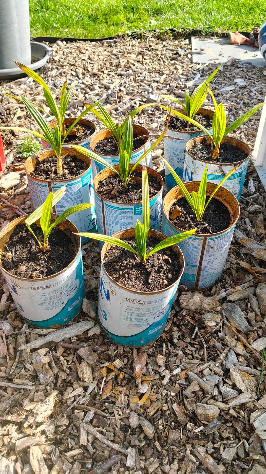 palmboom jaarling winterhard, Tuin en Terras, Ophalen