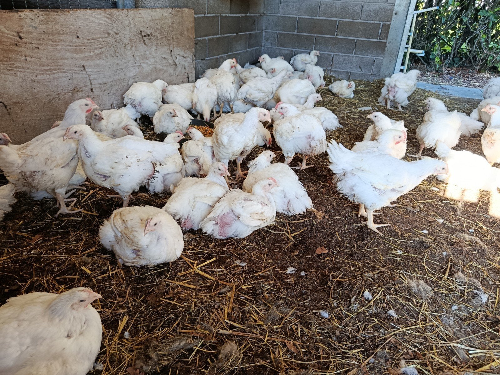 vleeskippen/ hanen, Poule ou poulet