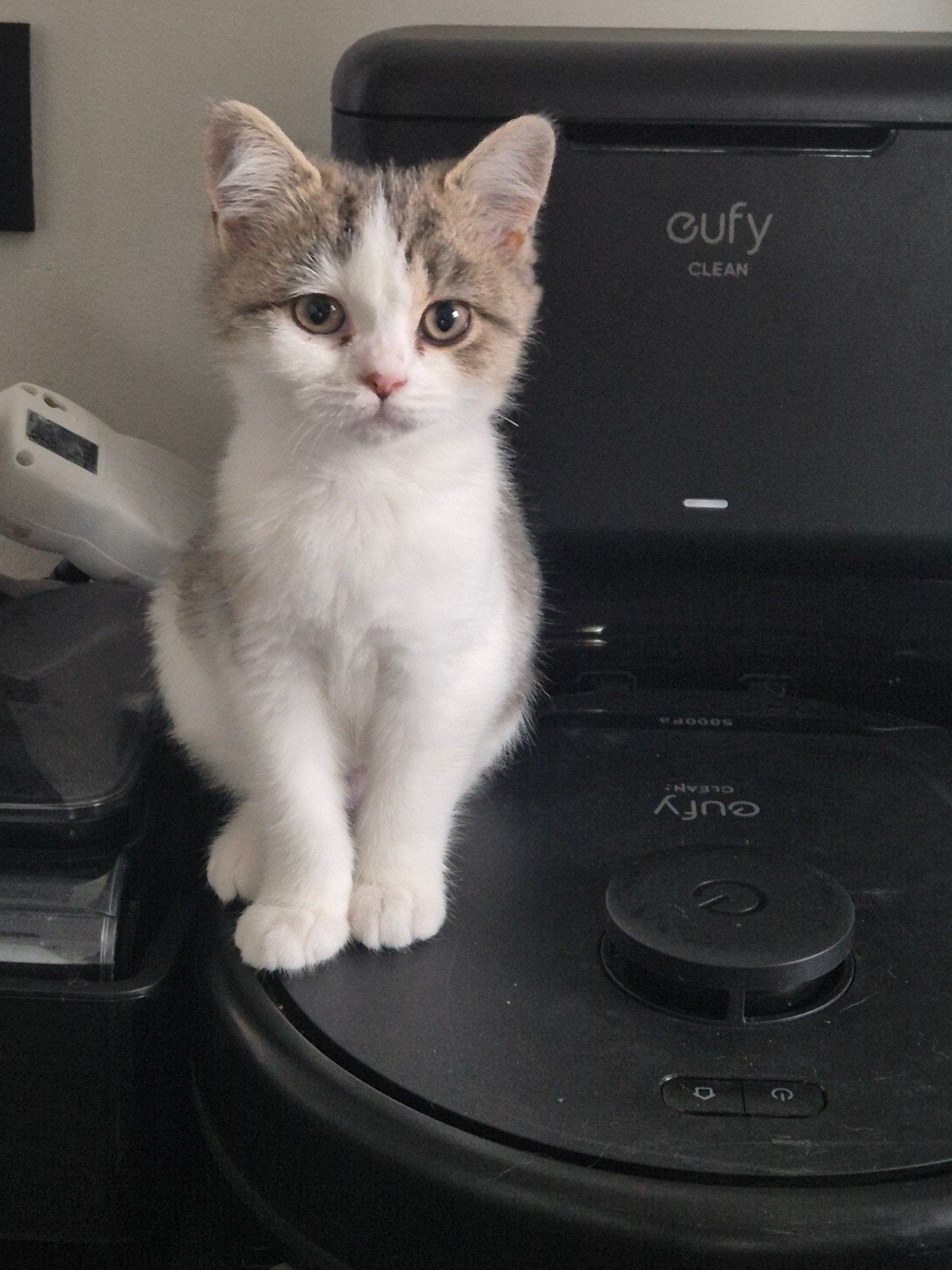 Britse korthaar kittens, Plusieurs animaux, Avec puce électronique, 0 à 2 ans