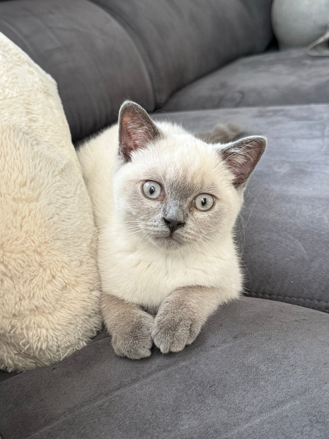 Britse korthaar kitten (Blue point), Kater, Gechipt, 0 tot 2 jaar