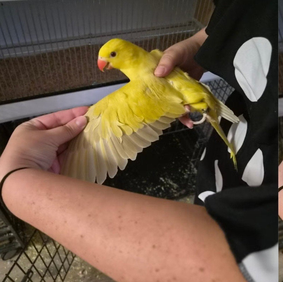 Geele Halsband Parakiet, Sexe inconnu, Perruche, Bagué