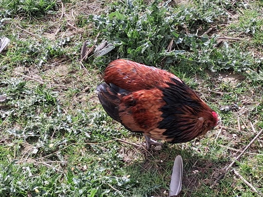 Grubbe baardkriel haantje, Dieren en Toebehoren, Pluimvee, Mannelijk, Kip