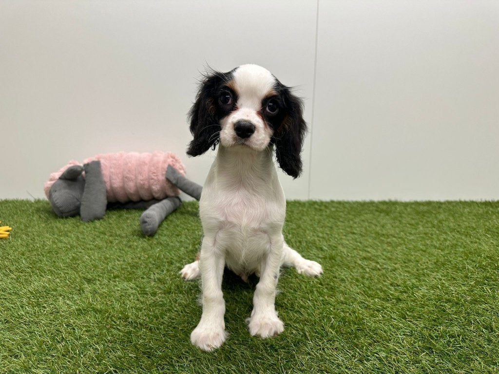 Nestje Cavalier King Charles Spaniel, België, 15 weken tot 1 jaar, CDV (hondenziekte), Meerdere