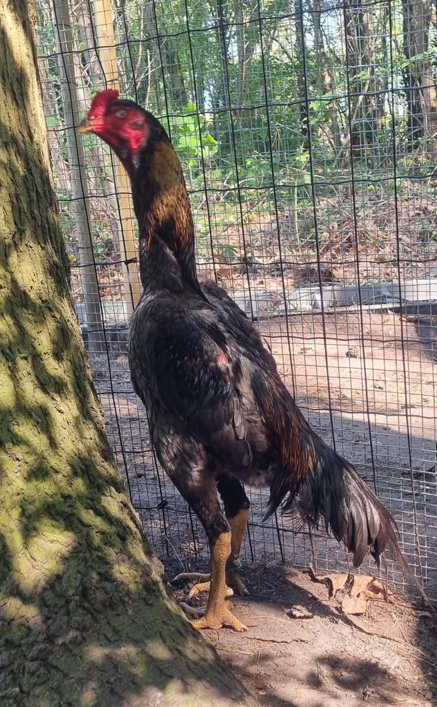 Shamo haan 1 jaar blauw tarwe, Dieren en Toebehoren