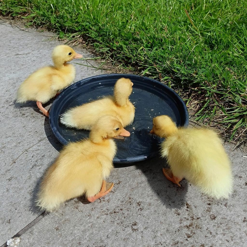 Kuikens van witte Indische loopeenden., Dieren en Toebehoren, April, Geslacht onbekend