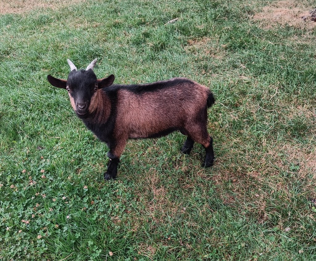 dwerggeitenbokje, Dieren en Toebehoren, Schapen, Geiten en Varkens, Geit, 0 tot 2 jaar