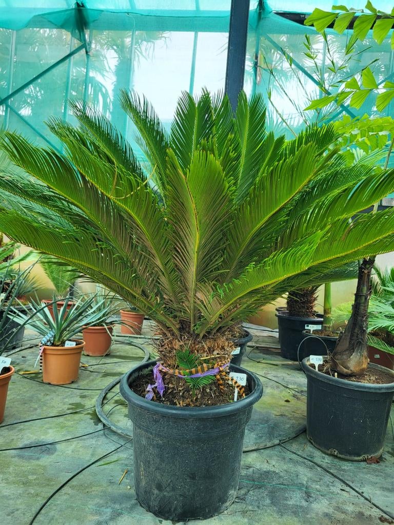Cycas revoluta,  stamhoogte 30cm, totaan 1m/1m20, Ophalen