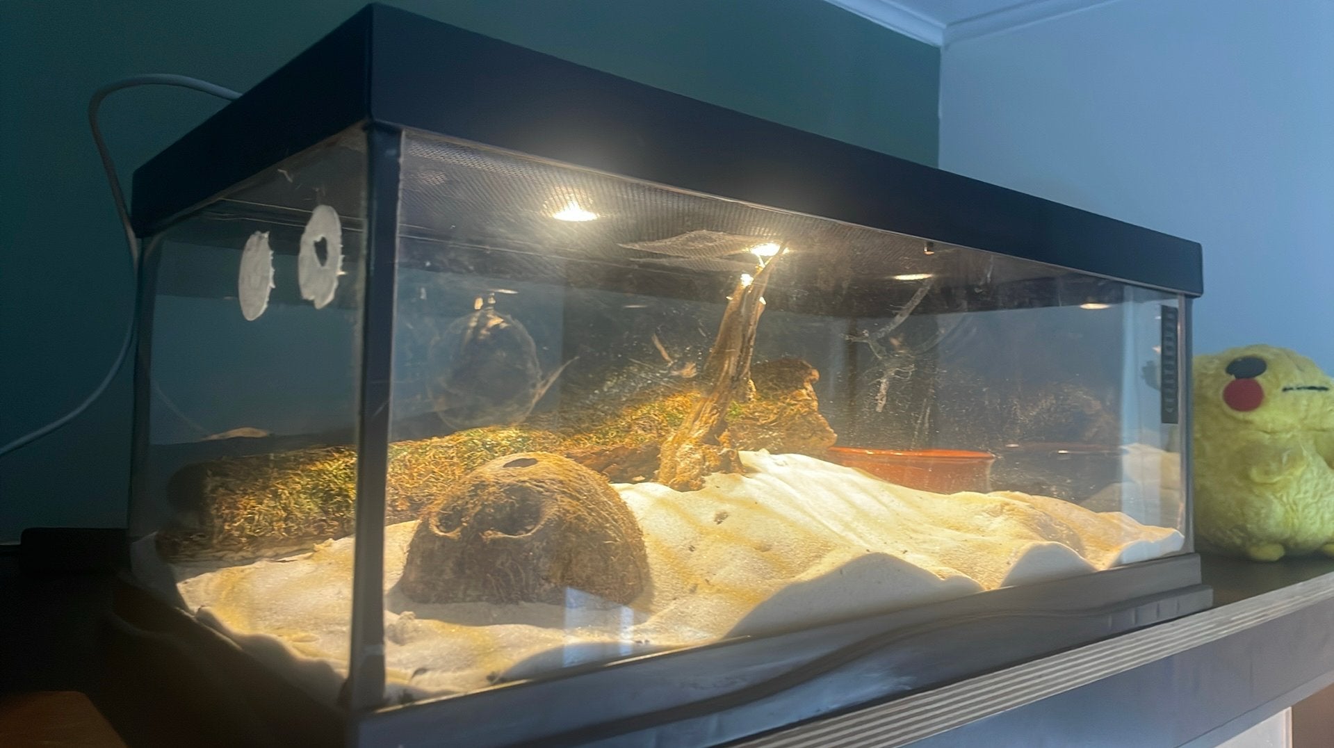 Terrarium, Enlèvement, Comme neuf, Éclairage