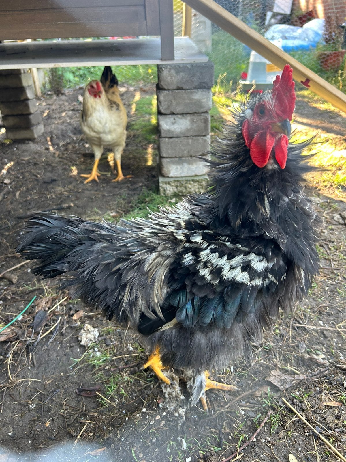 3 hanen, Dieren en Toebehoren, Mannelijk, Kip