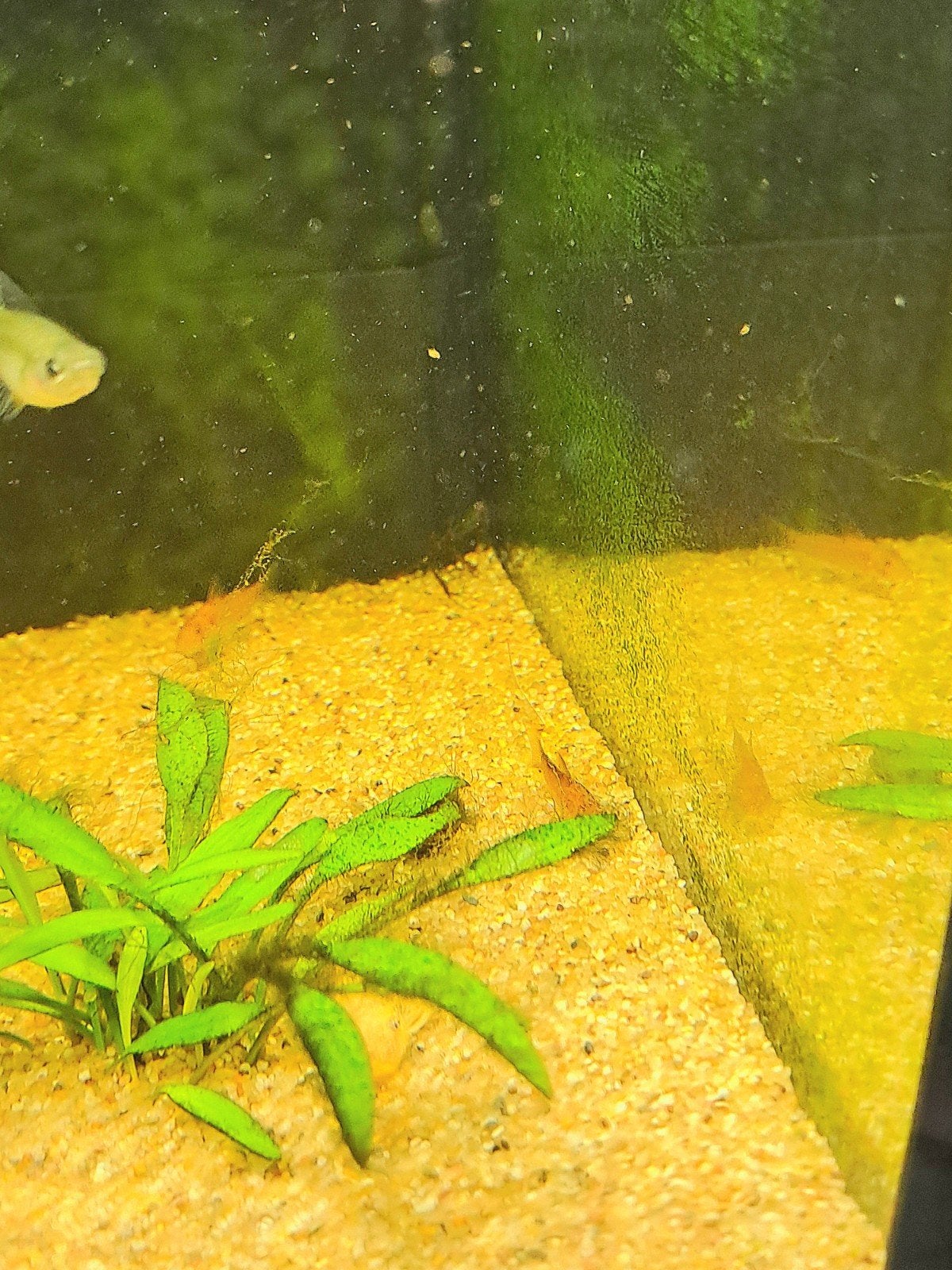aspidoras red  jongen, Dieren en Toebehoren, Vis, Zoetwatervis, Schoolvis