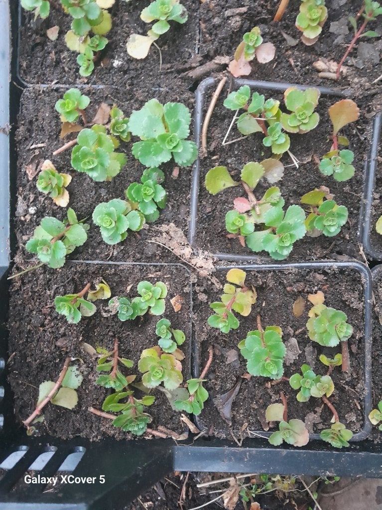 Sedum spurium, orpin rose, graines en P9, Maison & Meubles, Plante succulente, Plein soleil, Plante à fleurs, Moins de 100 cm