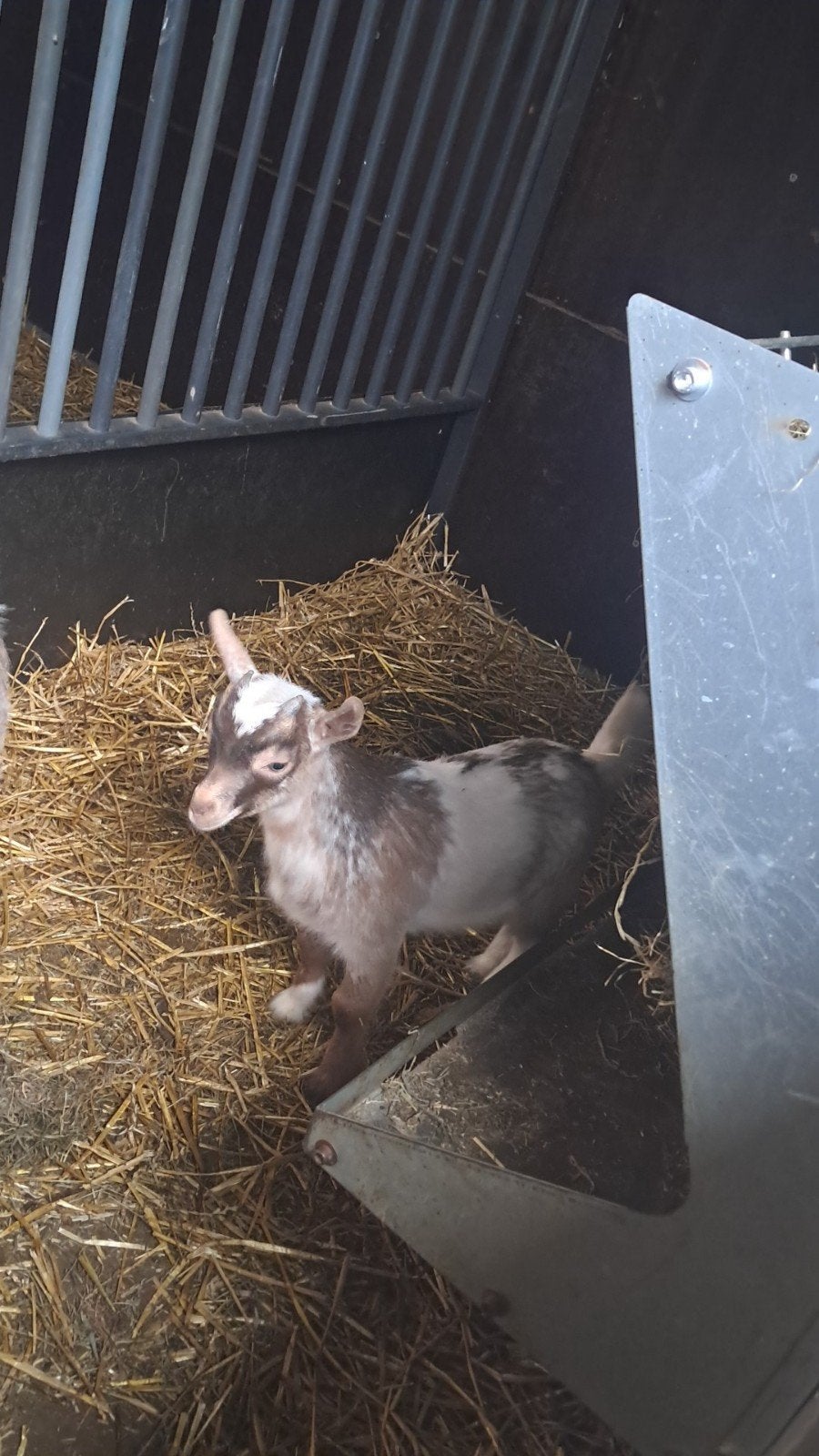 Gecastreerde hermelein bok, Dieren en Toebehoren, Mannelijk, Geit, 0 tot 2 jaar