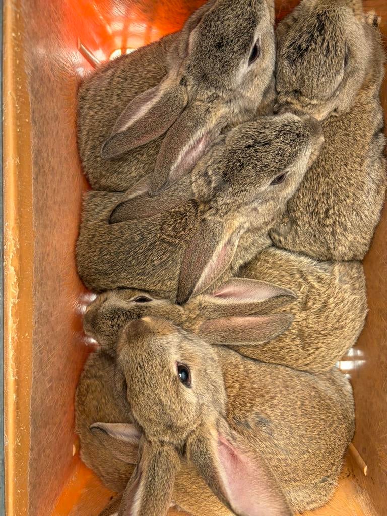 Konijnen, Dieren en Toebehoren, Pluimvee