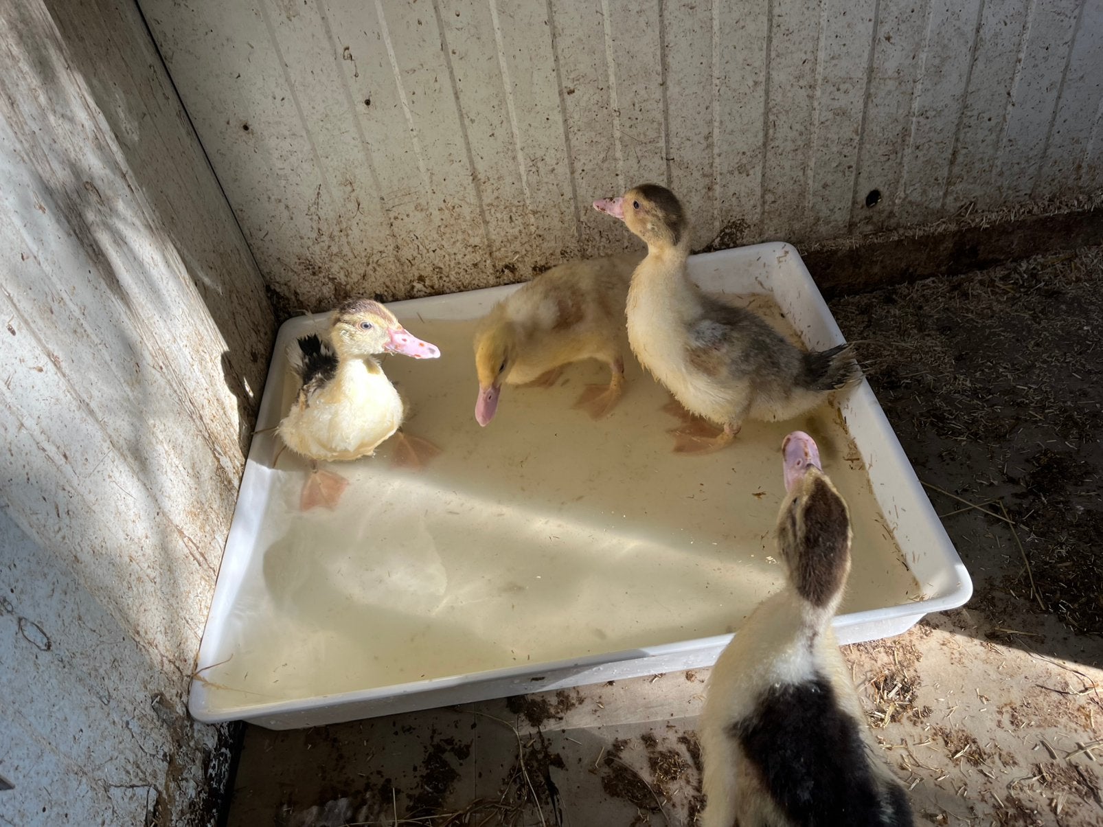 Barbarie eenden, Dieren en Toebehoren, Meerdere dieren, Eend
