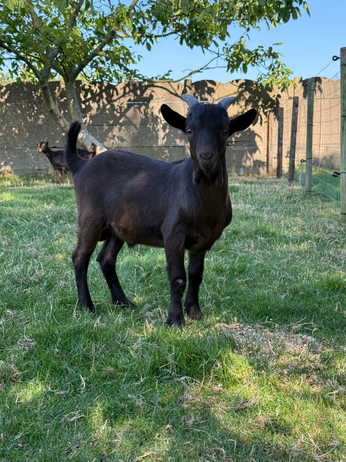 Super mooi tam choco kleurig bokje te koop, Mannelijk, Geit, 0 tot 2 jaar