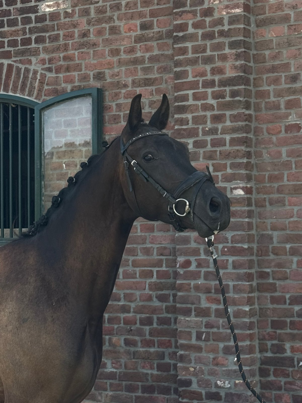 Extra bewegende, kern gezonde 3 jr for ferrero ruin !!!, Dieren en Toebehoren, Paarden, Met stamboom, Ruin, Dressuurpaard, 3 tot 6 jaar