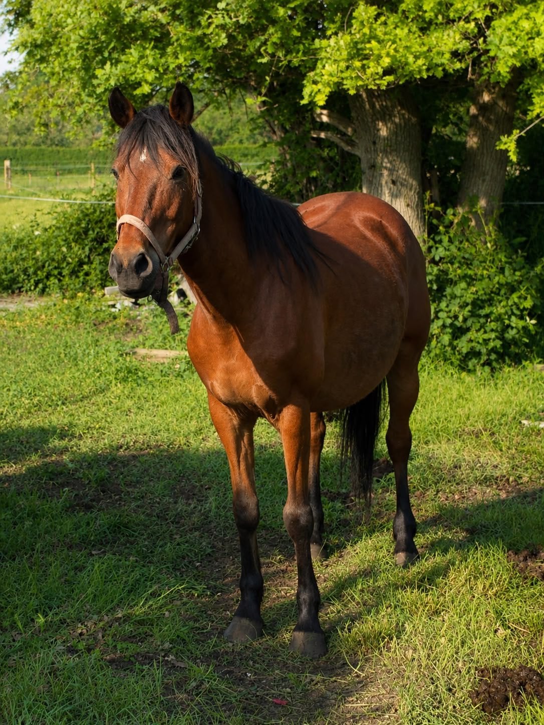 Volle ponymerrie te koop, Dieren en Toebehoren