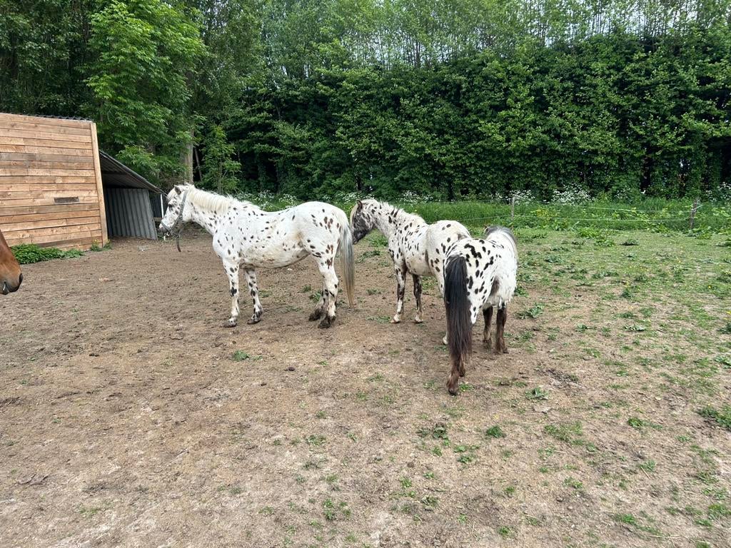 Appaloosa, Dieren en Toebehoren