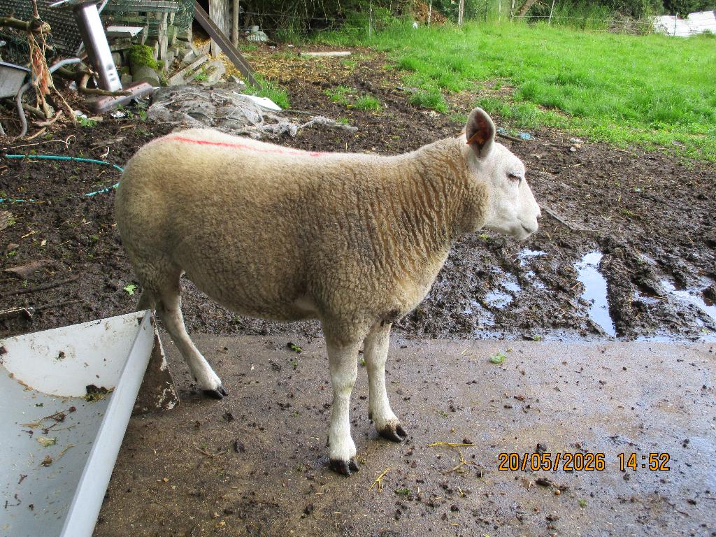 schapen, Dieren en Toebehoren, Schapen, Geiten en Varkens, Vrouwelijk, Schaap, 0 tot 2 jaar