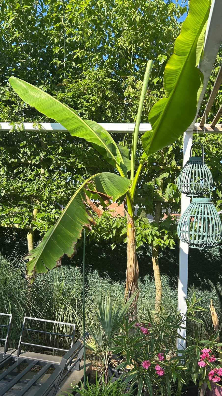 Banaan voor buiten, Ophalen