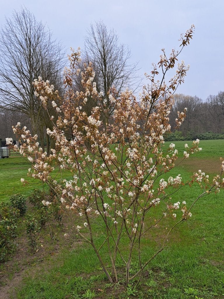 Bomen meerstammig, Ophalen, Overige soorten, 100 tot 250 cm