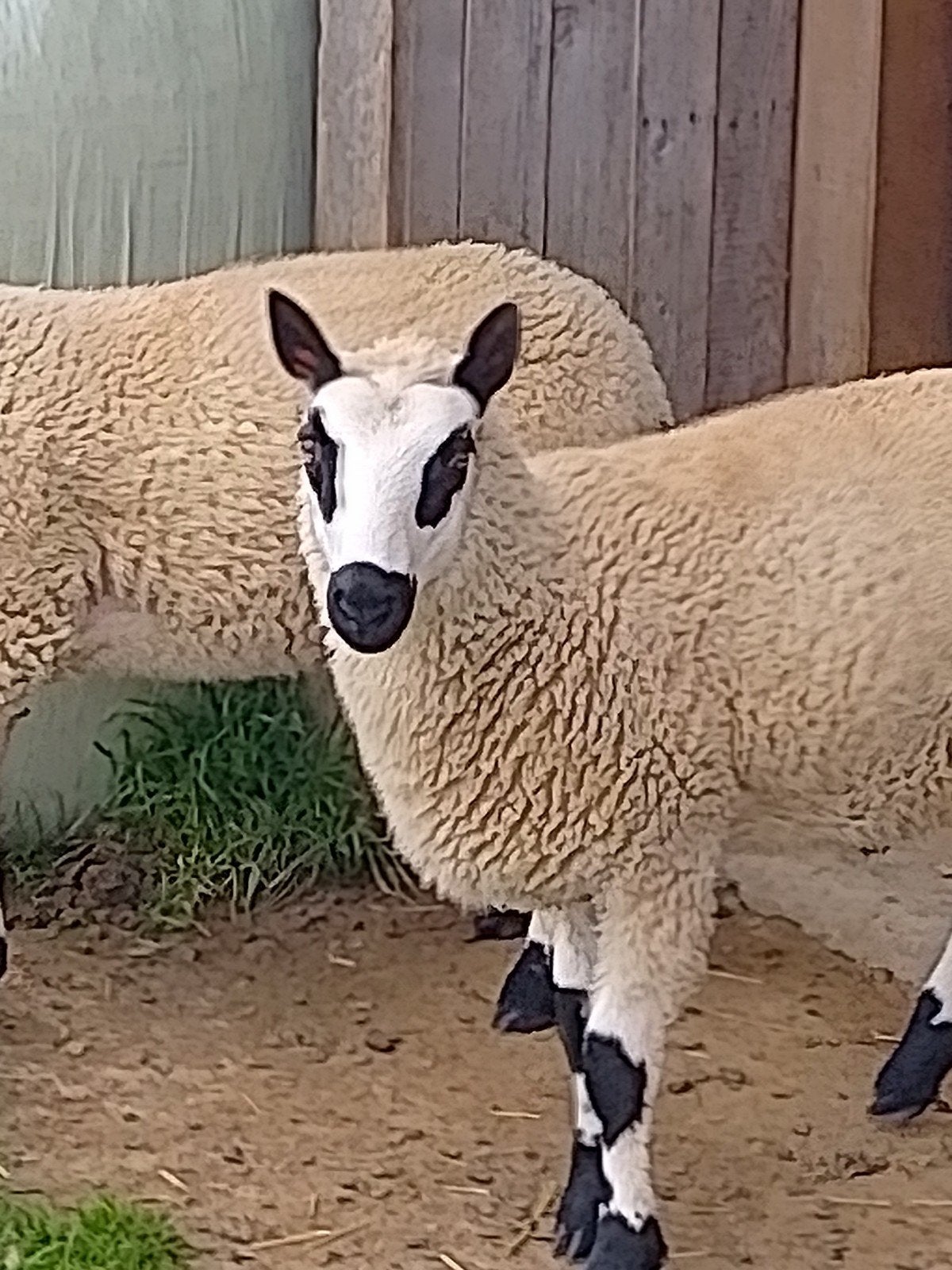 Kerry hill ram